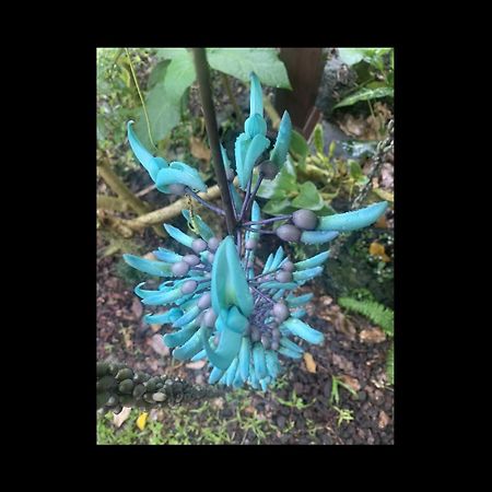 Phoenix Garden Pahoa Luaran gambar