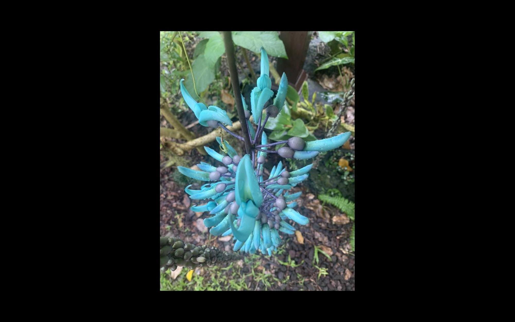 Phoenix Garden Pahoa Luaran gambar